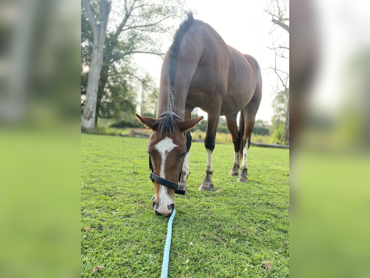 Más caballos de sangre fría Mestizo Yegua 4 años 155 cm Castaño oscuro in Maasbracht