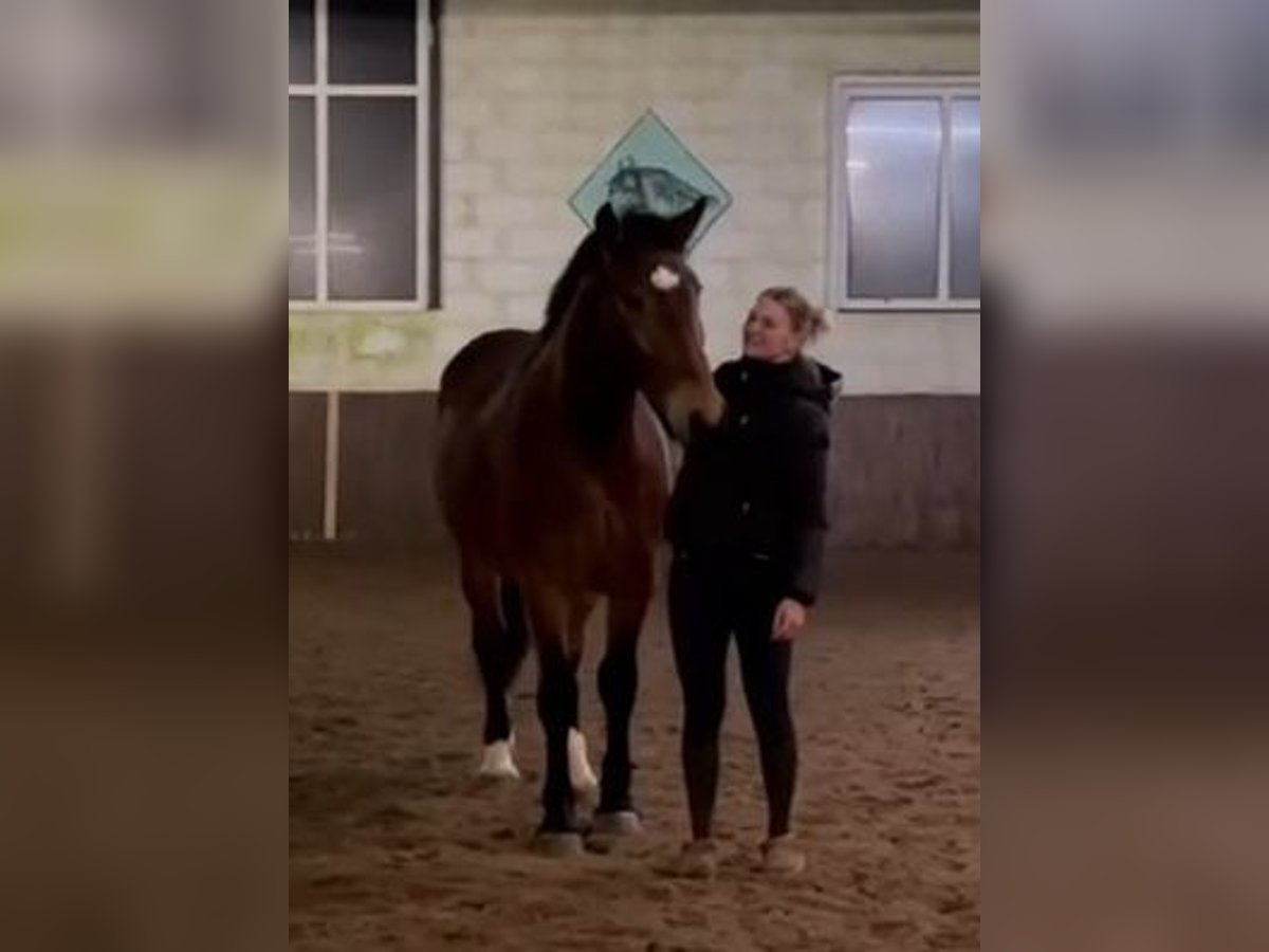 Más caballos de sangre fría Yegua 4 años 164 cm Castaño oscuro in Braunschweig