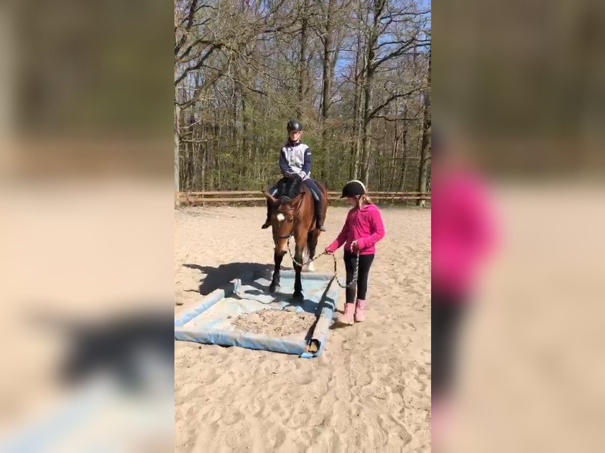Más caballos de sangre fría Yegua 4 años 164 cm Castaño oscuro in Braunschweig
