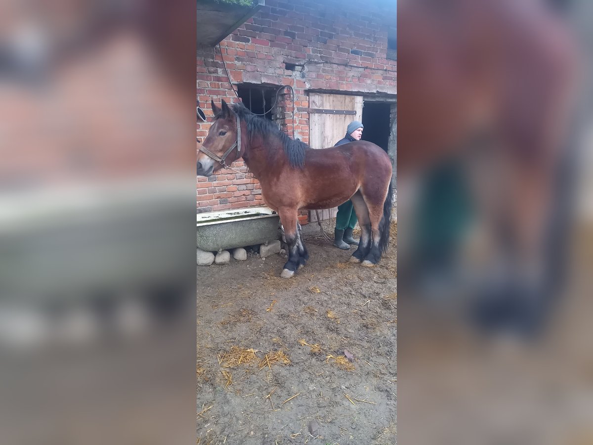 Más caballos de sangre fría Yegua 4 años Castaño in Chrząchówek