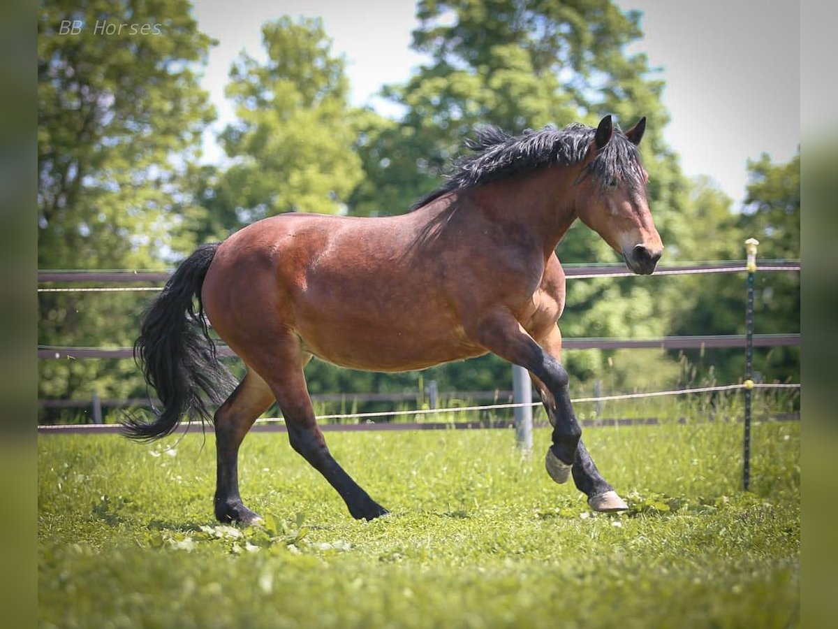 Más caballos de sangre fría Yegua 6 años 148 cm Castaño in Mez&#x151;hegyes