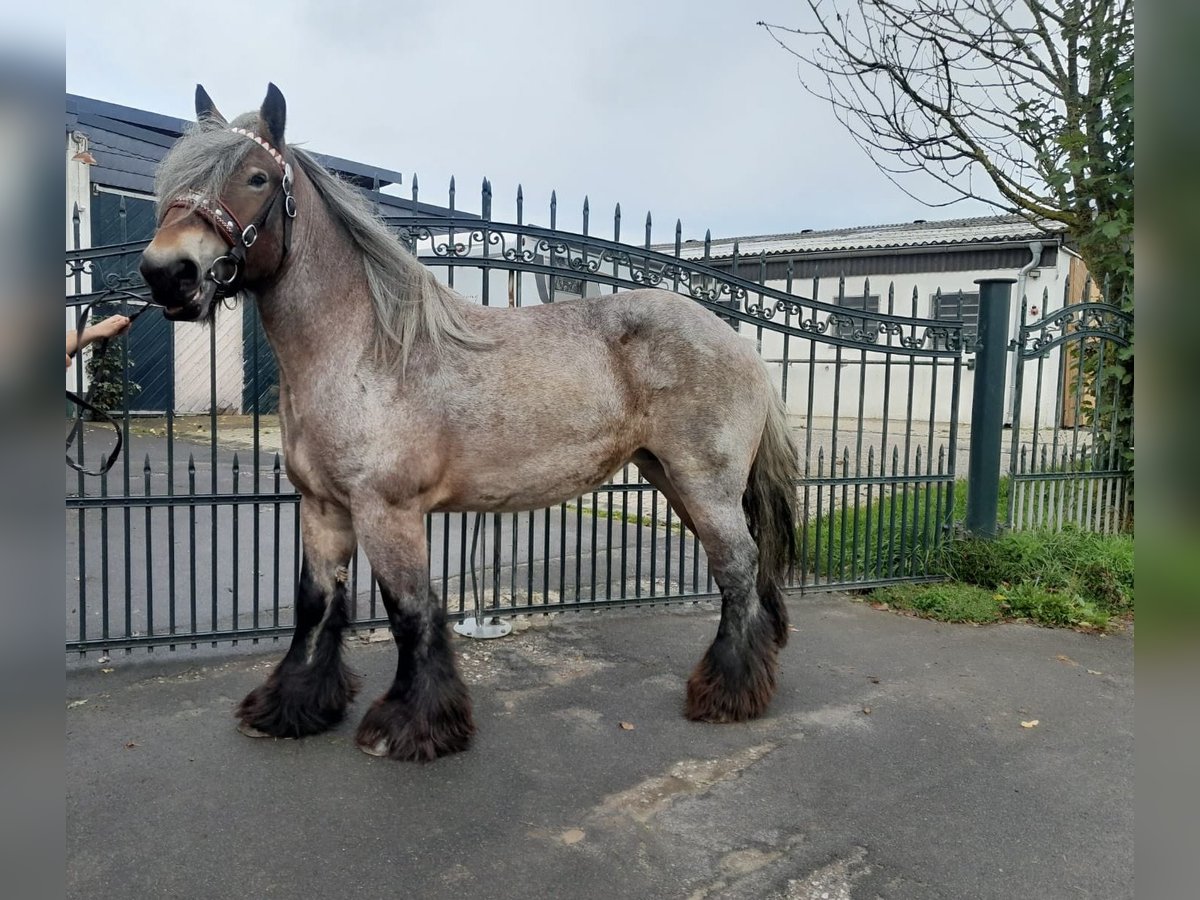 Más caballos de sangre fría Yegua 6 años Tordo ruano in Nettersheim