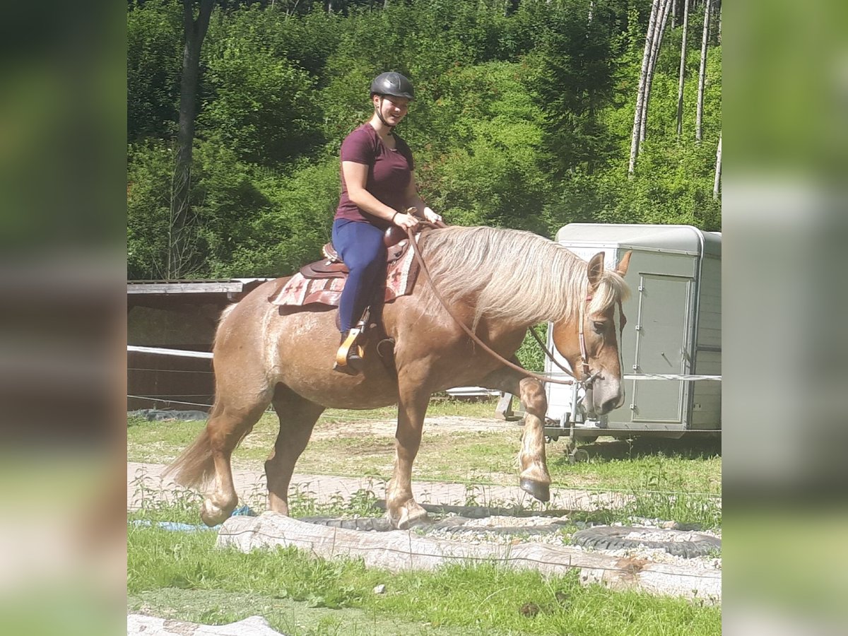 Más caballos de sangre fría Yegua 7 años 157 cm Alazán in Bayerbach