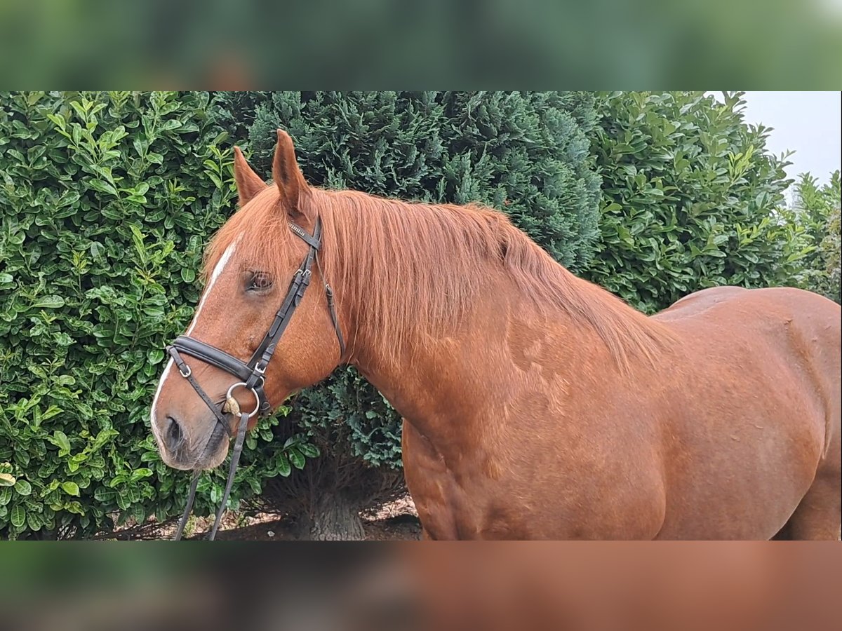 Más caballos de sangre fría Yegua 7 años 157 cm Alazán rojizo in Oud Gastel