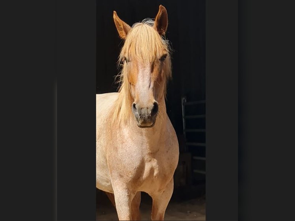 Más caballos de sangre fría Mestizo Yegua 8 años 164 cm Tordo ruano in Müncheberg