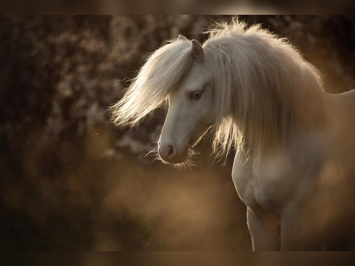 Más ponis/caballos pequeños Caballo castrado 10 años 114 cm Cremello in Parsberg