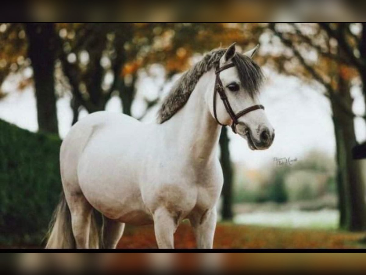 Más ponis/caballos pequeños Mestizo Caballo castrado 10 años 130 cm Tordo in Buttstädt