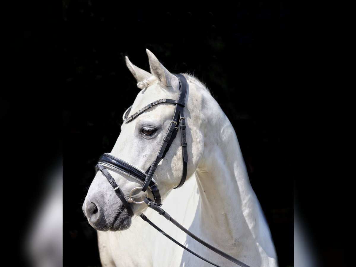 Más ponis/caballos pequeños Mestizo Caballo castrado 10 años 130 cm Tordo in Muchow