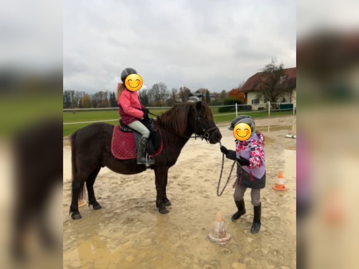 Más ponis/caballos pequeños Caballo castrado 11 años 125 cm Castaño oscuro in Salzburg