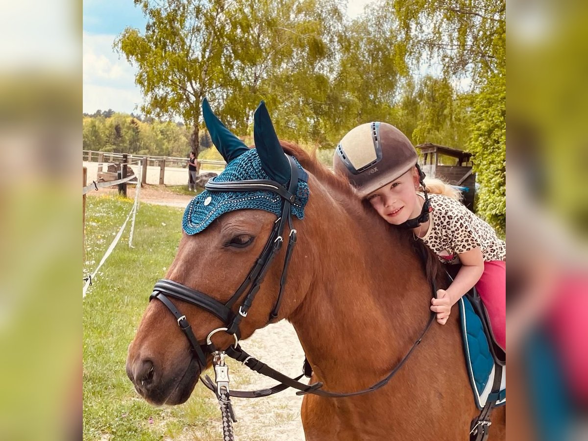 Más ponis/caballos pequeños Caballo castrado 11 años 135 cm Alazán in Gau-Algesheim