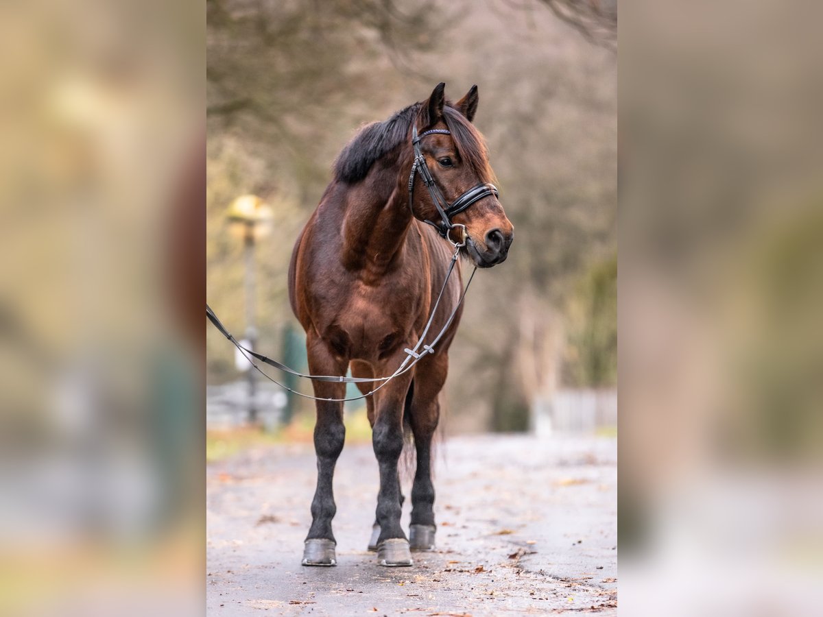 Más ponis/caballos pequeños Mestizo Caballo castrado 11 años 148 cm Castaño oscuro in Galenberg