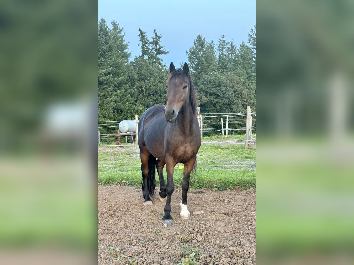 Más ponis/caballos pequeños Mestizo Caballo castrado 11 años 150 cm Castaño in Daleiden