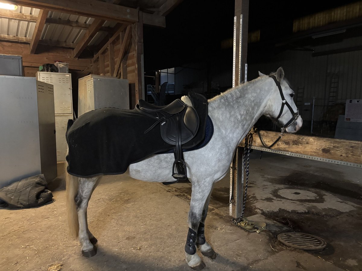 Más ponis/caballos pequeños Caballo castrado 11 años 155 cm Tordo rodado in Sion