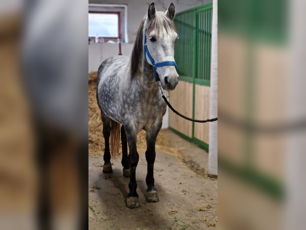 Más ponis/caballos pequeños Caballo castrado 12 años 149 cm Tordo rodado in Deggendorf