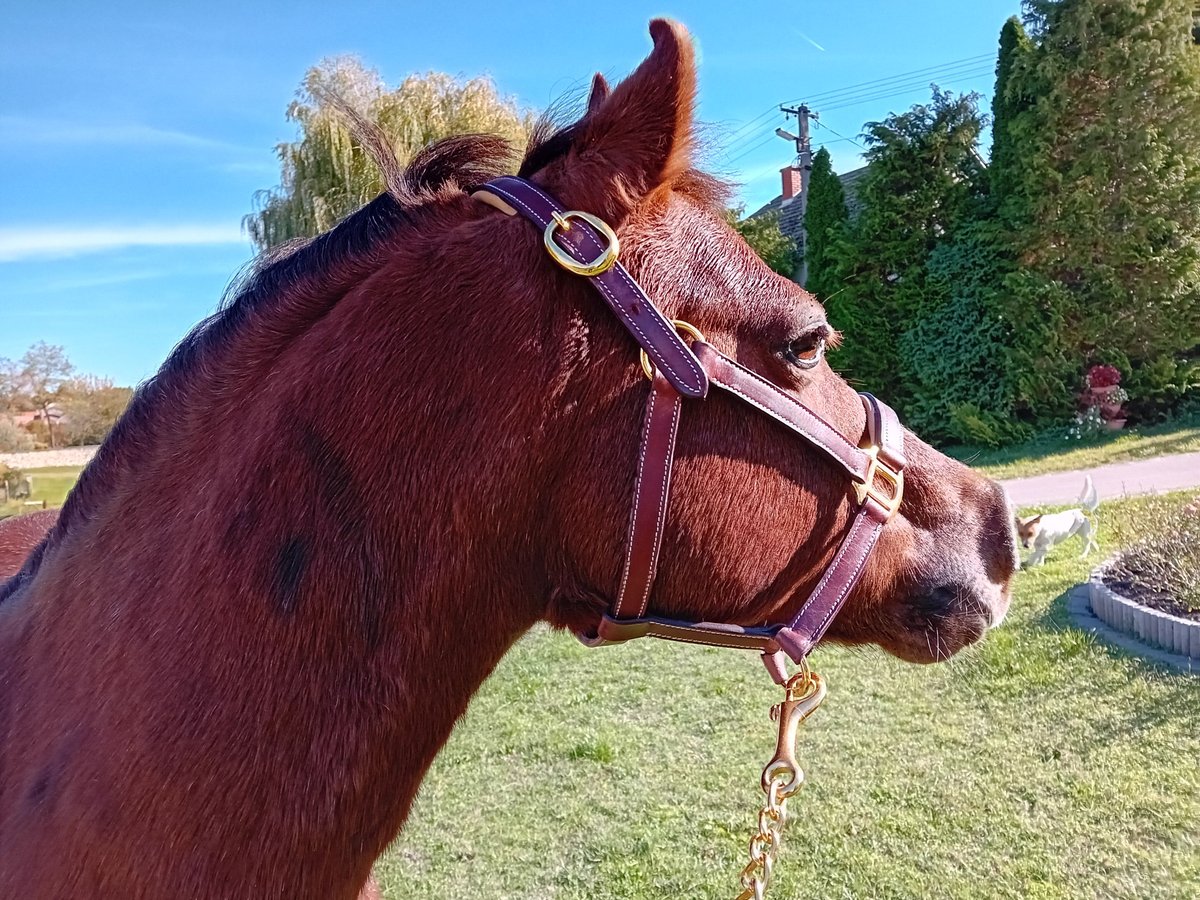 Más ponis/caballos pequeños Mestizo Caballo castrado 13 años 125 cm Alazán in Bakonyszentlászló