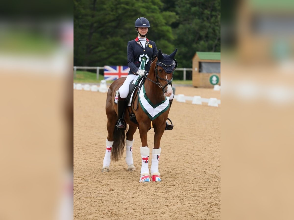 Más ponis/caballos pequeños Caballo castrado 13 años 148 cm Alazán in Martfeld