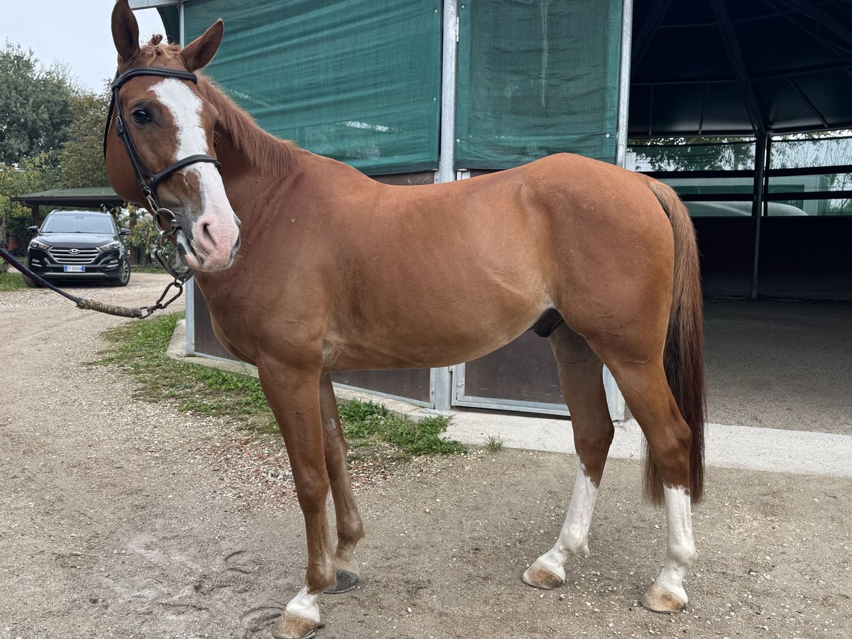 Más ponis/caballos pequeños Caballo castrado 13 años 149 cm Alazán in Arre