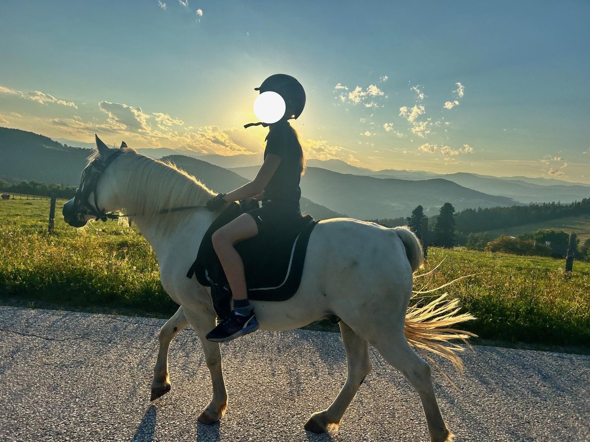 Más ponis/caballos pequeños Mestizo Caballo castrado 14 años 120 cm Tordo in Stromberg