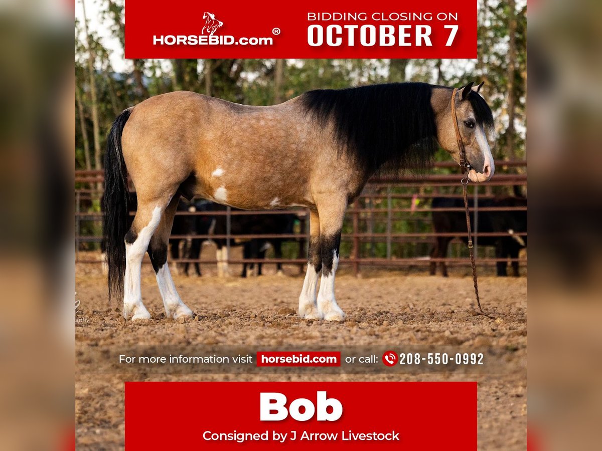 Más ponis/caballos pequeños Caballo castrado 14 años 127 cm Buckskin/Bayo in Caldwell, ID