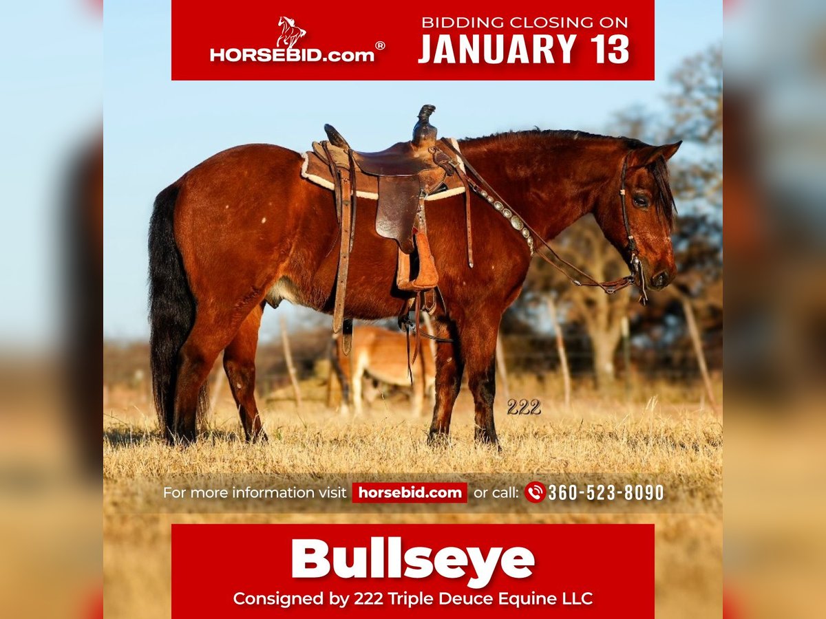 Más ponis/caballos pequeños Caballo castrado 14 años 130 cm Castaño rojizo in Cisco, TX