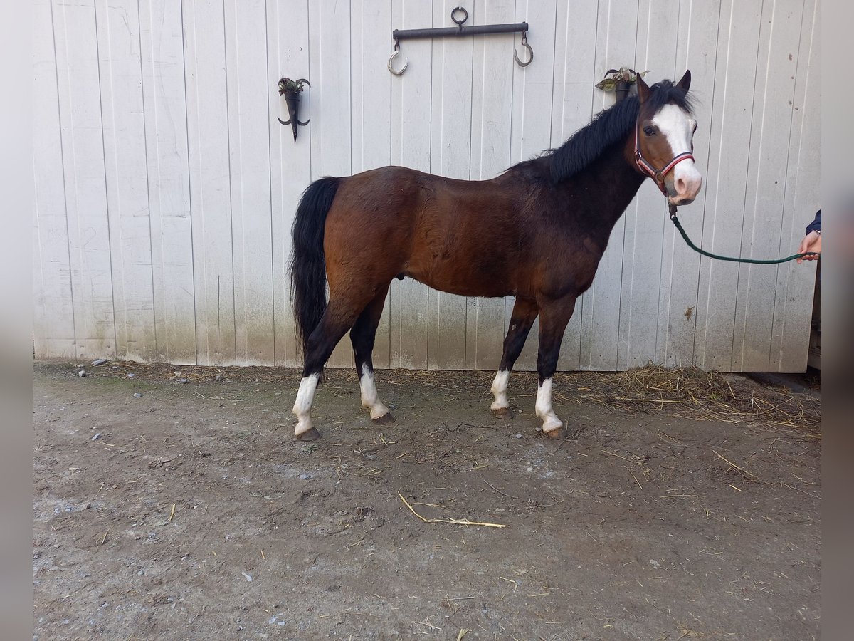 Más ponis/caballos pequeños Caballo castrado 15 años 125 cm Castaño in Mettmann