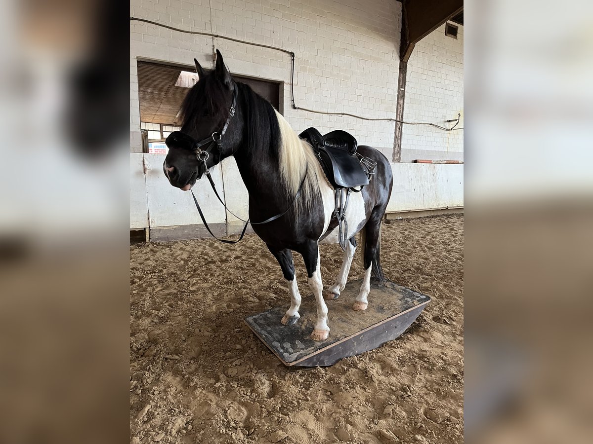 Más ponis/caballos pequeños Mestizo Caballo castrado 15 años 140 cm Pío in DülmenDülmen