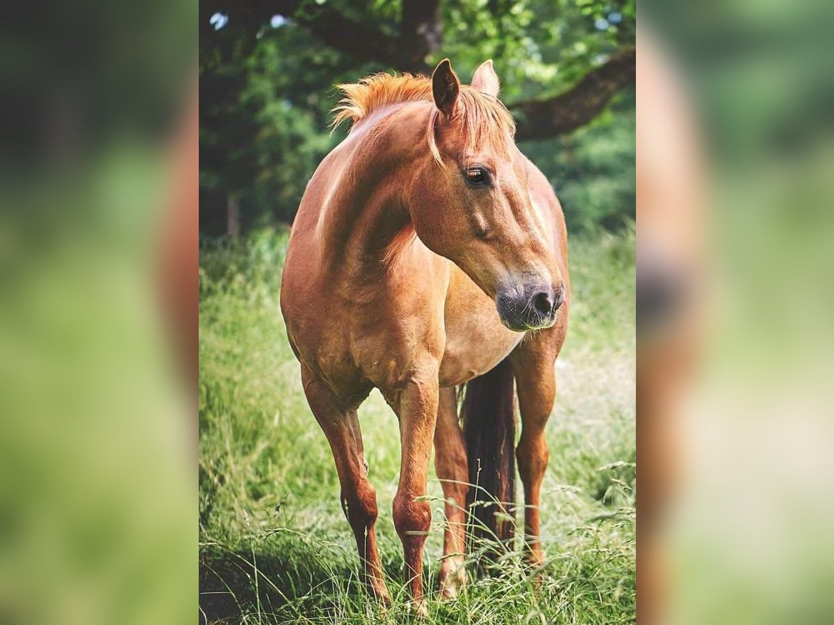 Más ponis/caballos pequeños Caballo castrado 15 años 145 cm Alazán in Pyrbaum