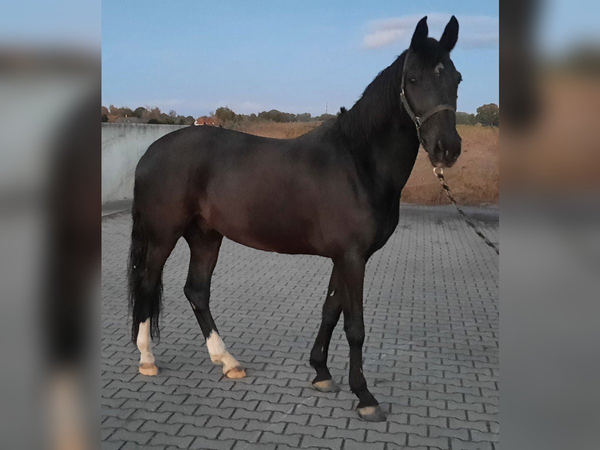 Más ponis/caballos pequeños Mestizo Caballo castrado 15 años 156 cm Castaño oscuro in zutphen