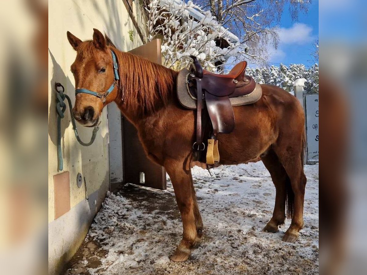 Más ponis/caballos pequeños Caballo castrado 16 años 145 cm Alazán in Pyrbaum