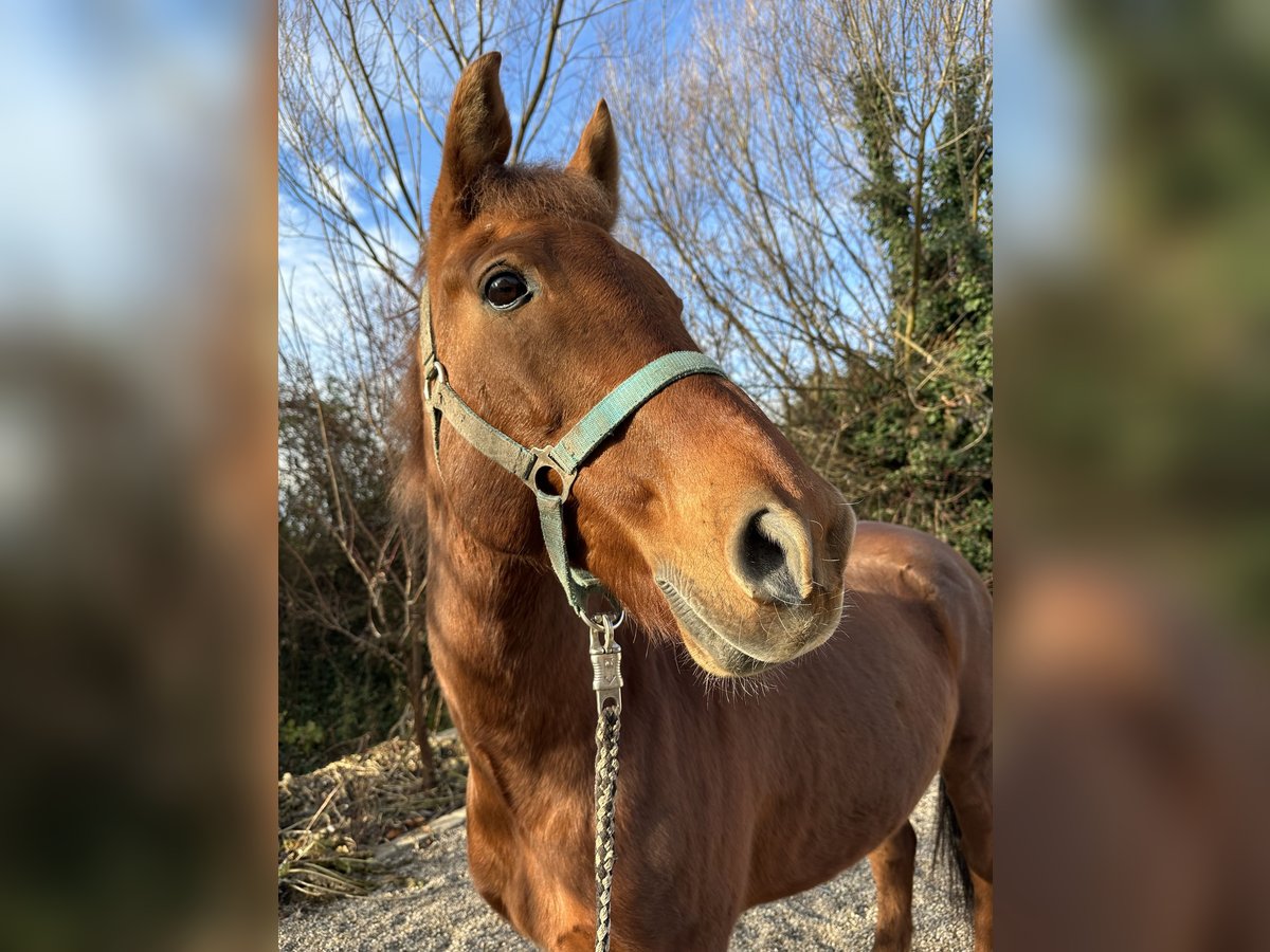 Más ponis/caballos pequeños Caballo castrado 16 años 149 cm Alazán in Ebenfurth