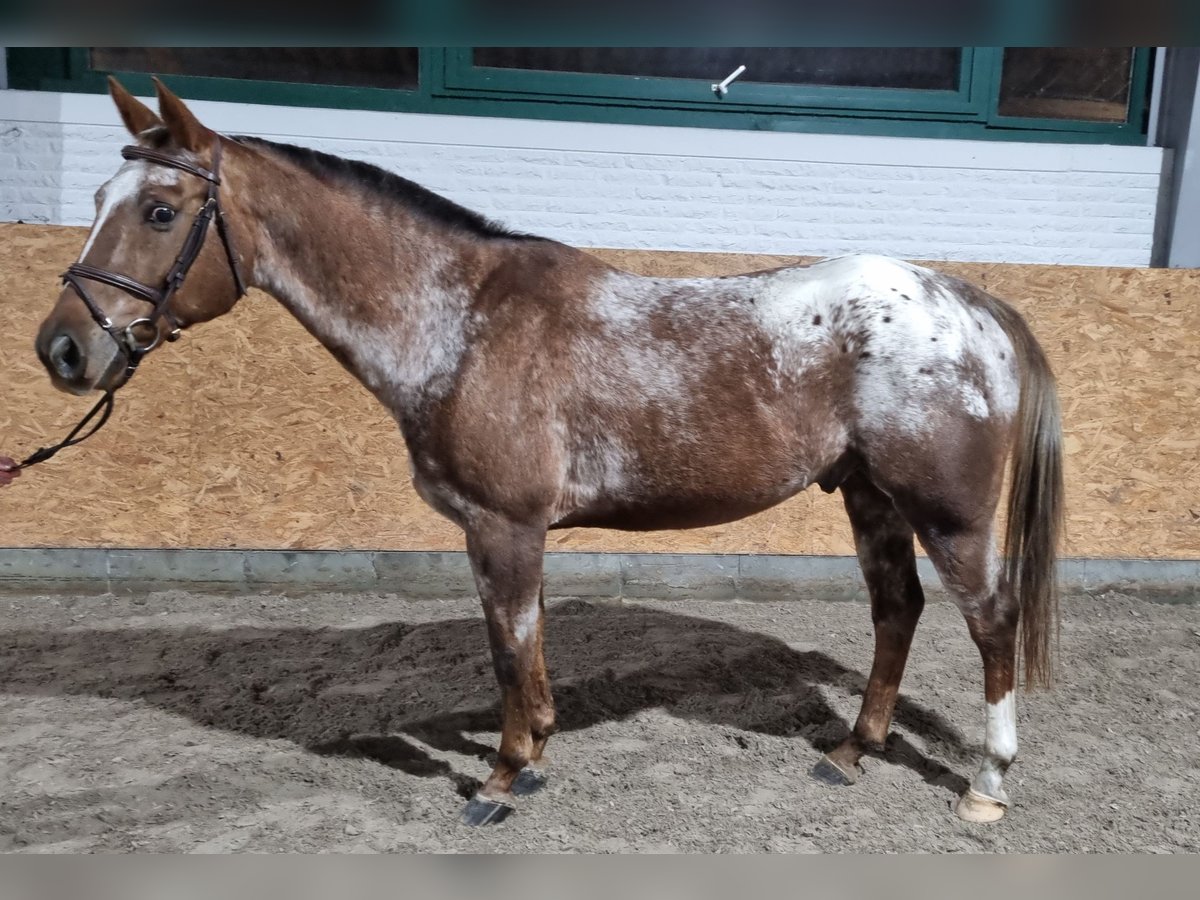 Más ponis/caballos pequeños Caballo castrado 16 años 152 cm Atigrado/Moteado in Wettrup