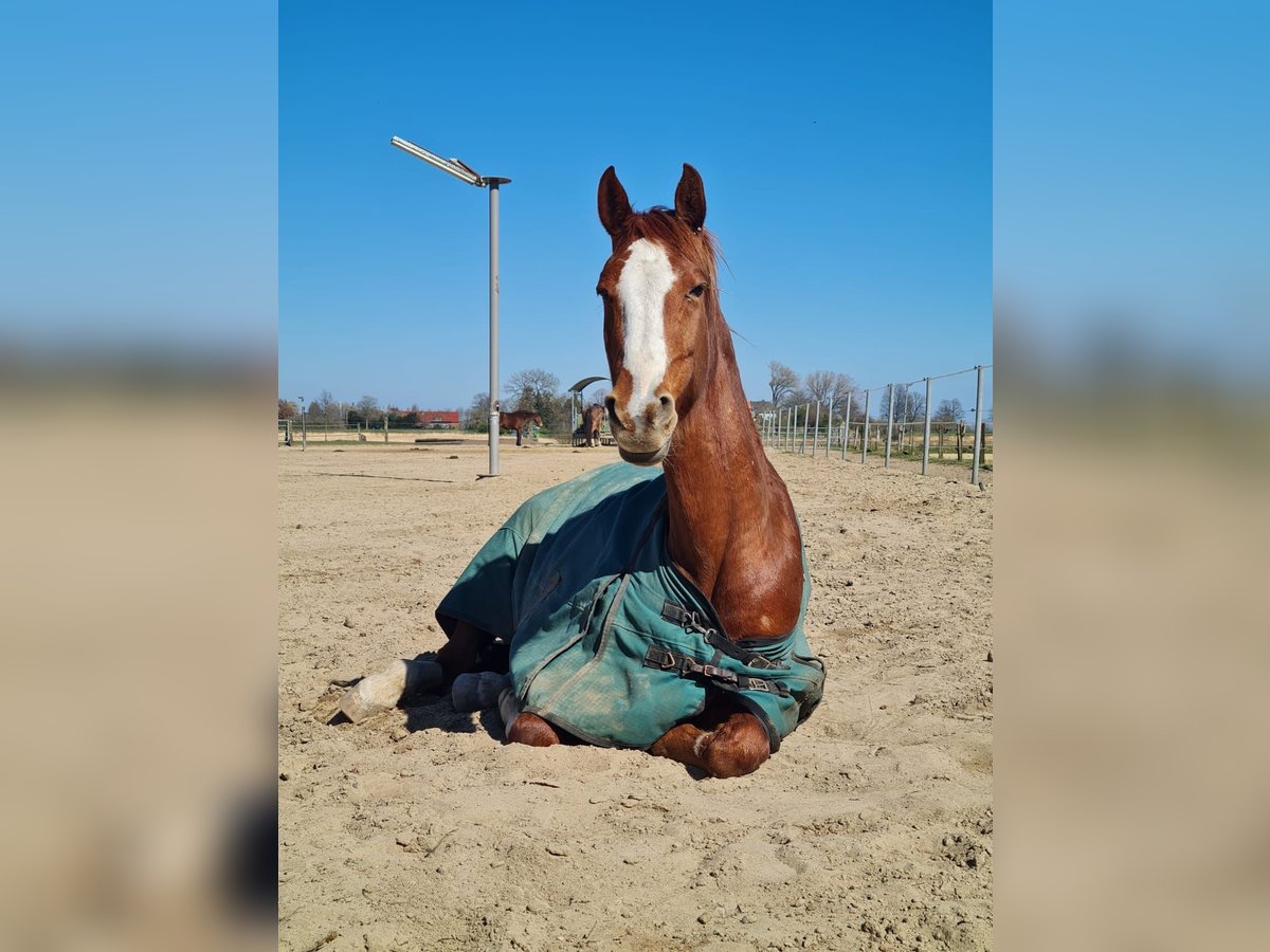 Más ponis/caballos pequeños Mestizo Caballo castrado 16 años 156 cm Alazán in Alpen