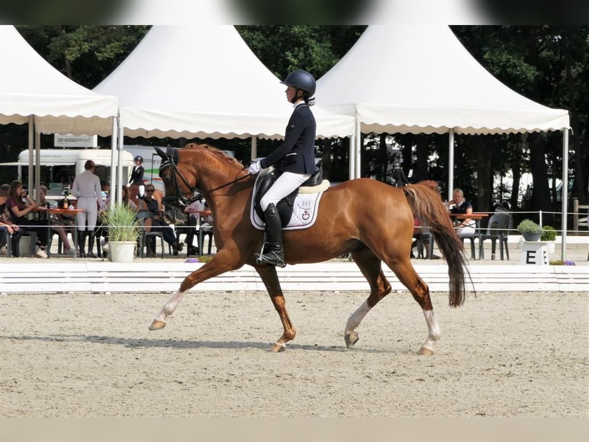 Más ponis/caballos pequeños Caballo castrado 18 años 147 cm Alazán in Burgwedel