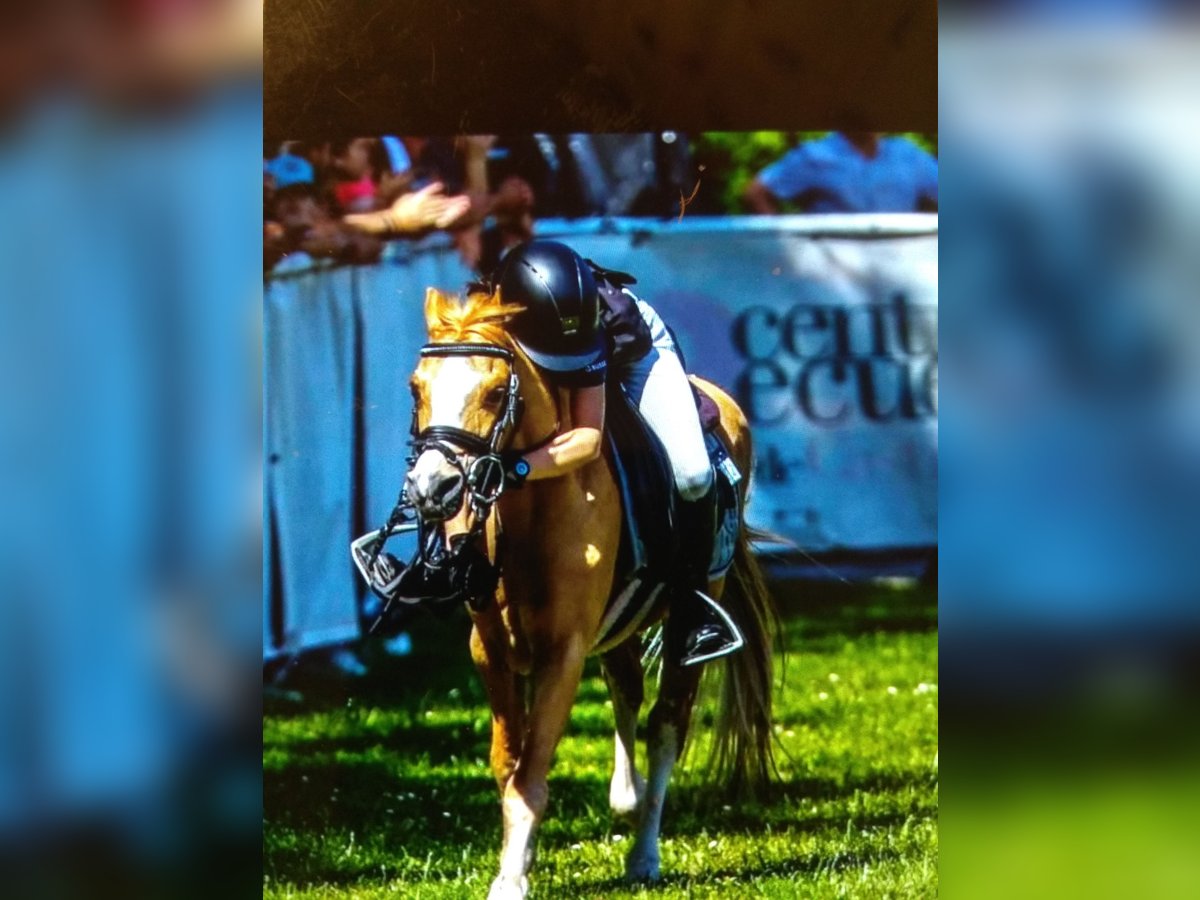 Más ponis/caballos pequeños Caballo castrado 19 años 109 cm Alazán in Madrid