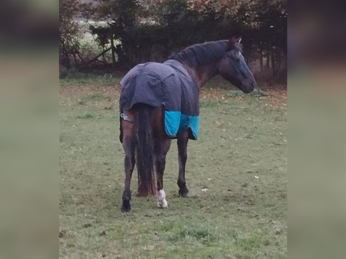 Más ponis/caballos pequeños Mestizo Caballo castrado 19 años 148 cm Bayo in Kevelaer