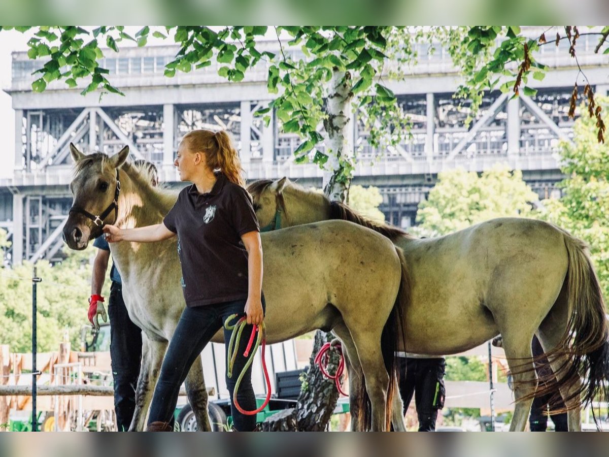 Más ponis/caballos pequeños Caballo castrado 1 año 140 cm Bayo in Niederfinow