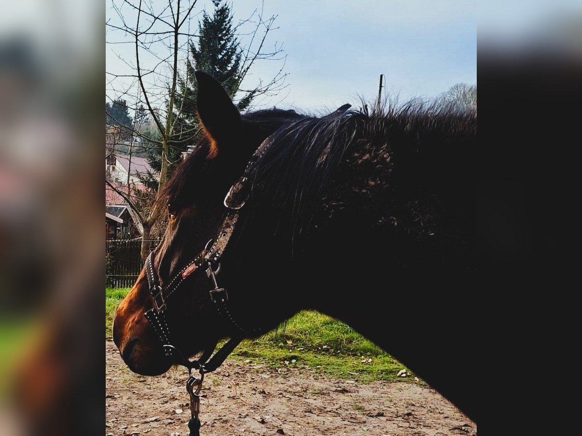 Más ponis/caballos pequeños Mestizo Caballo castrado 20 años in Stolpen