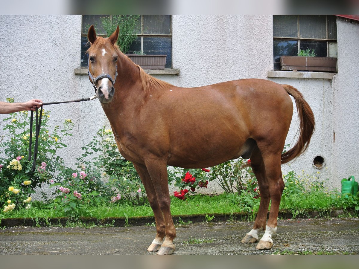 Más ponis/caballos pequeños Caballo castrado 24 años 146 cm Alazán in Waldstetten