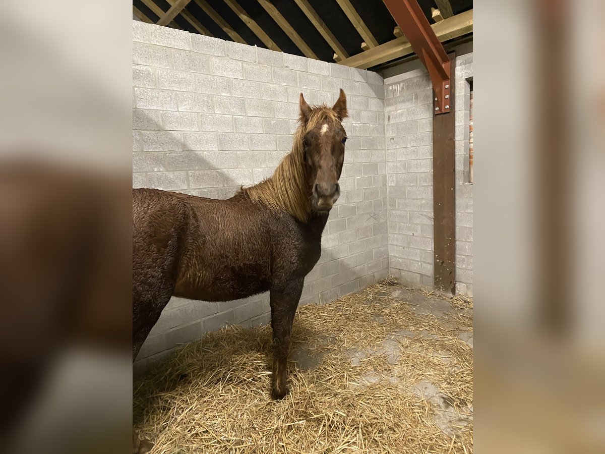Más ponis/caballos pequeños Caballo castrado 2 años 142 cm Alazán in Weelde