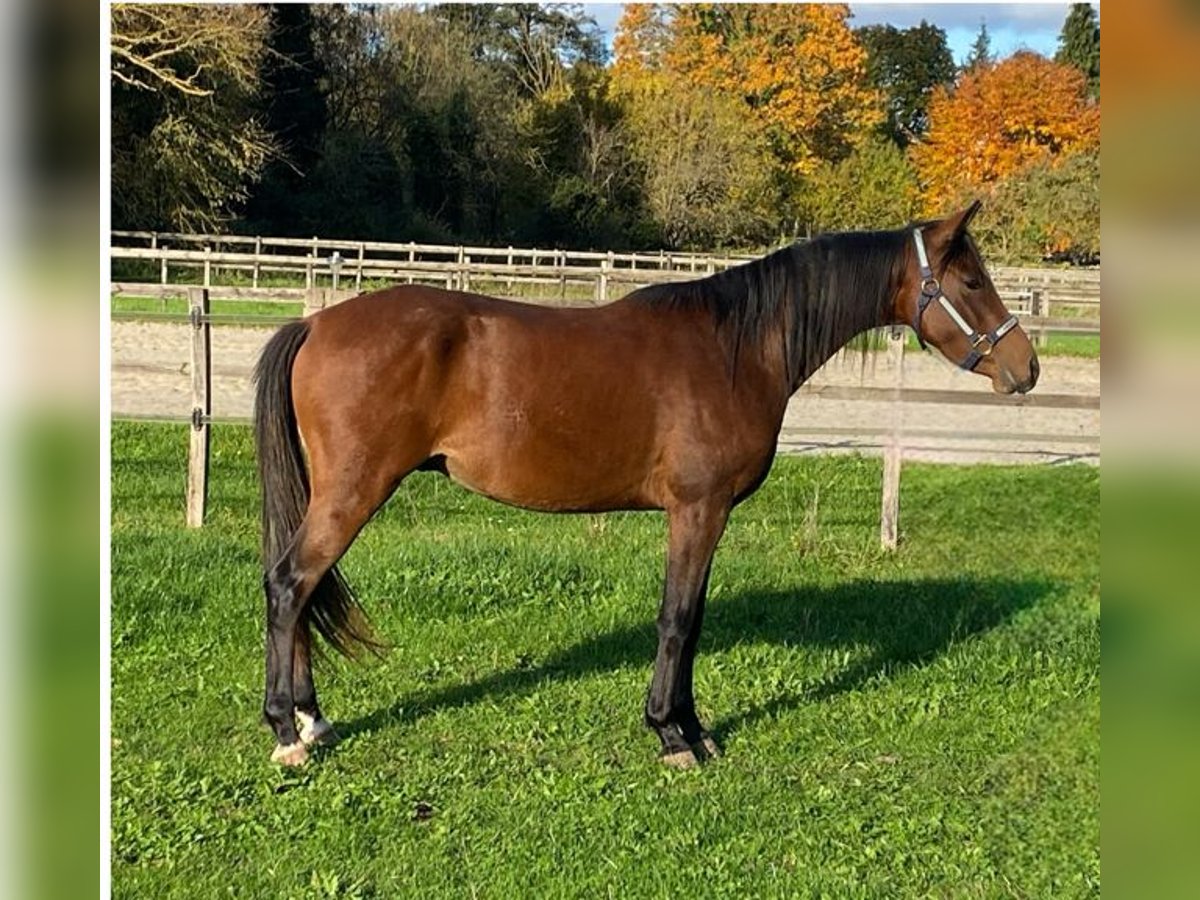 Más ponis/caballos pequeños Caballo castrado 2 años 143 cm Castaño in Wehretal