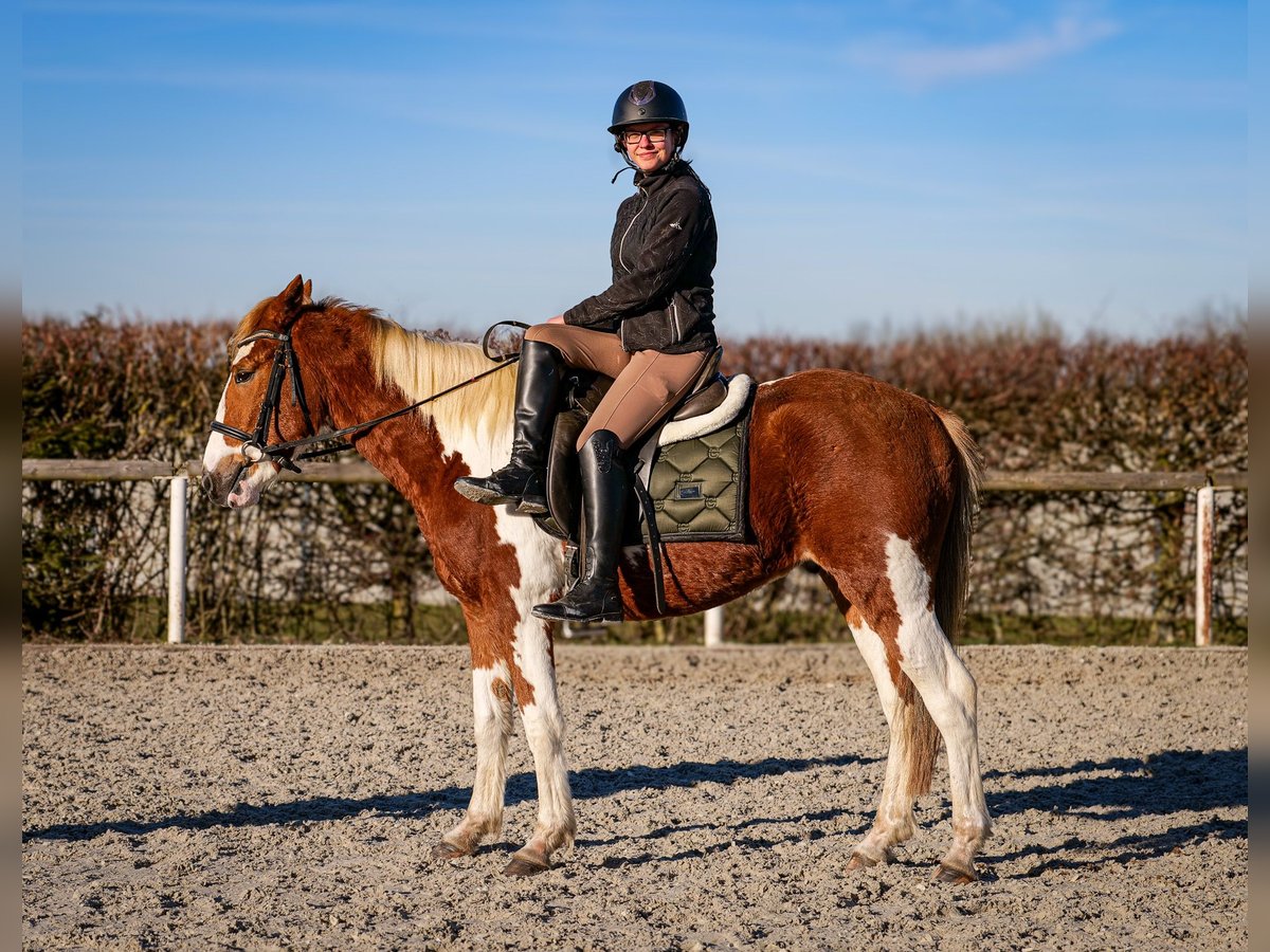 Más ponis/caballos pequeños Caballo castrado 3 años 144 cm Pío in Neustadt (Wied)