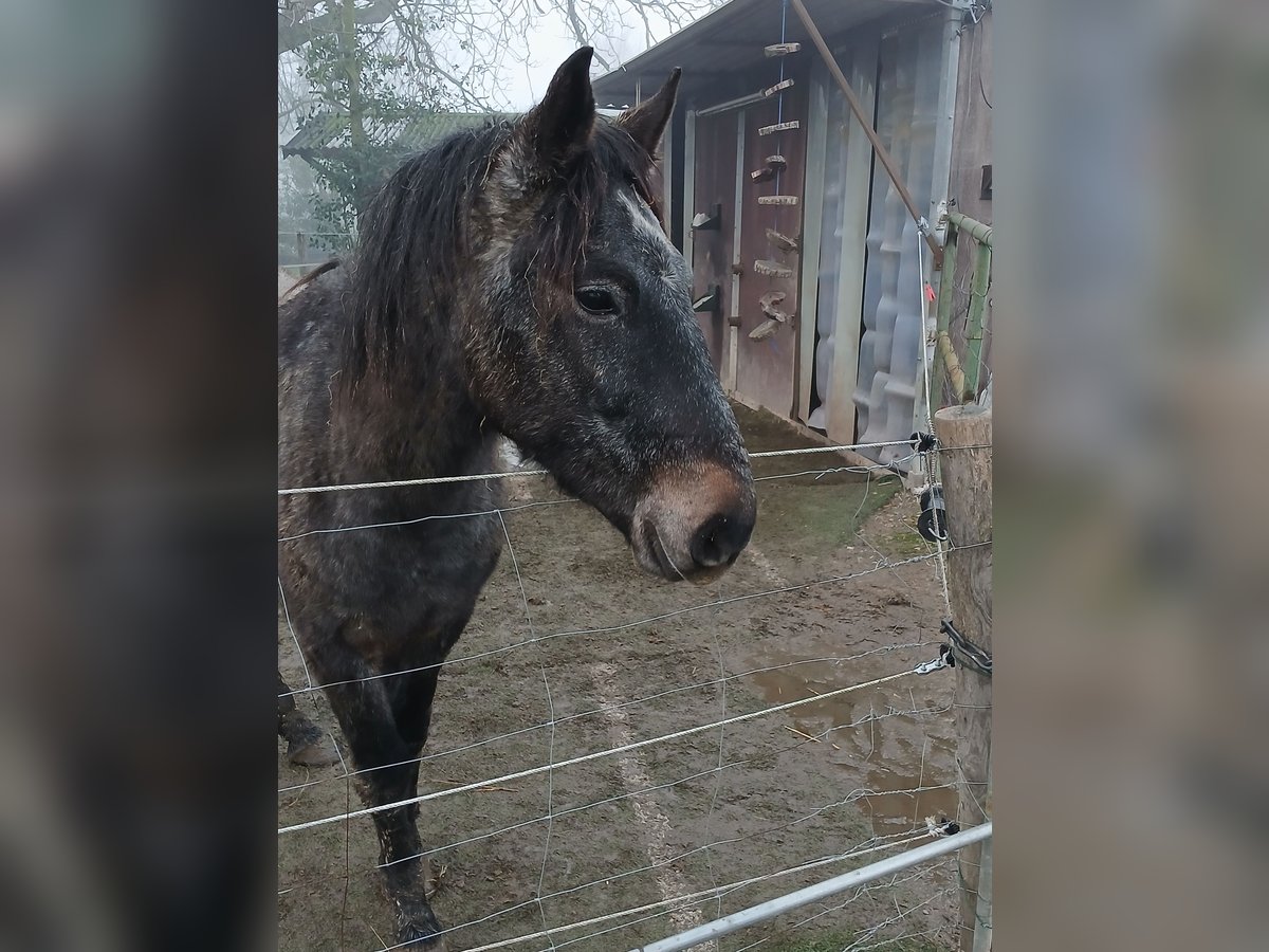 Más ponis/caballos pequeños Mestizo Caballo castrado 3 años 145 cm Tordillo negro in Heinsberg