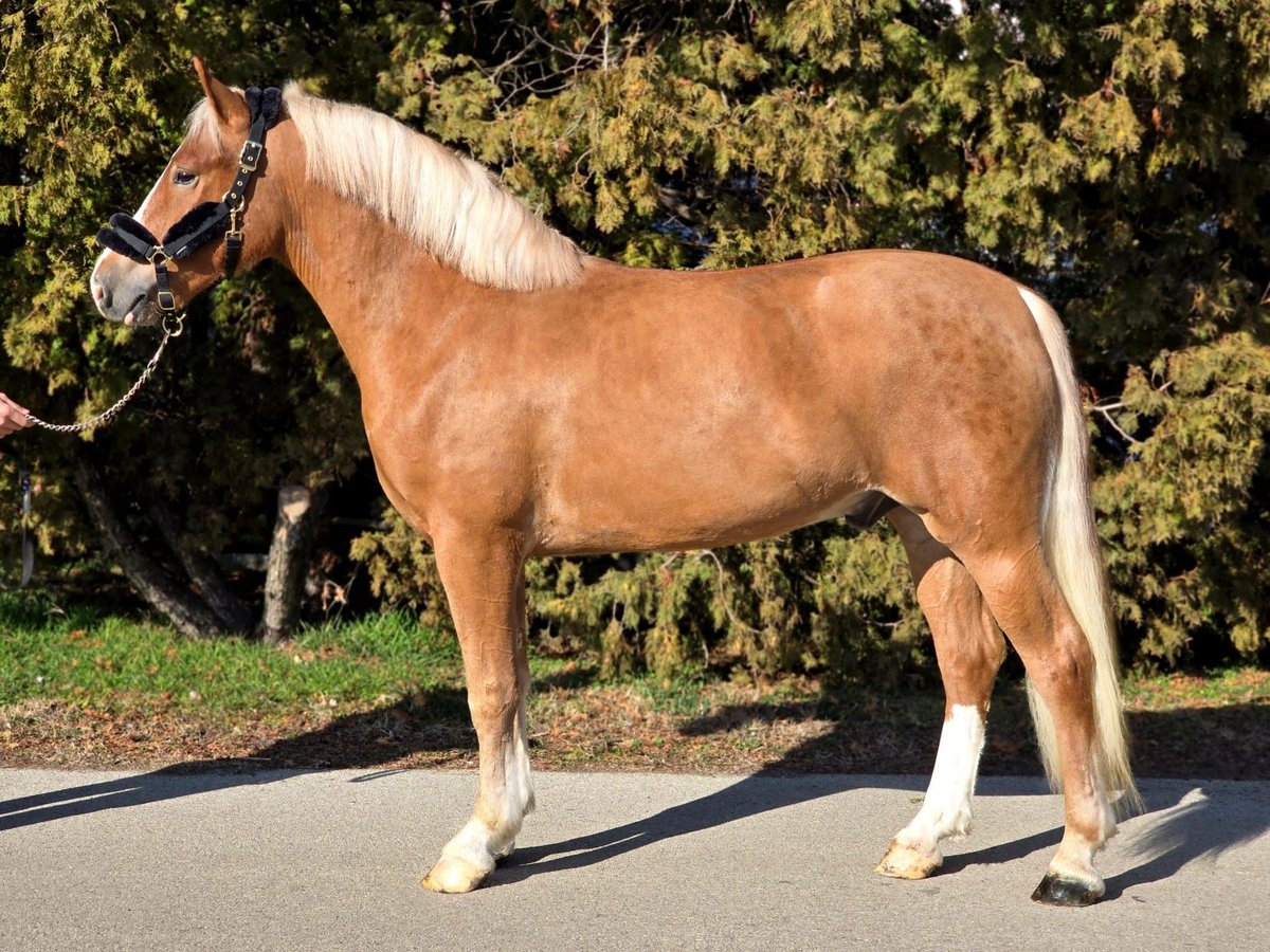 Más ponis/caballos pequeños Caballo castrado 3 años 147 cm in Deggendorf