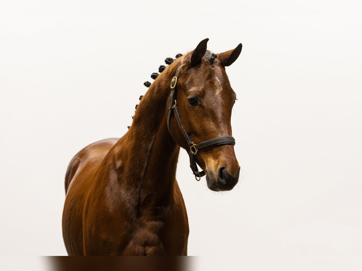 Más ponis/caballos pequeños Caballo castrado 3 años 147 cm Castaño in Waddinxveen