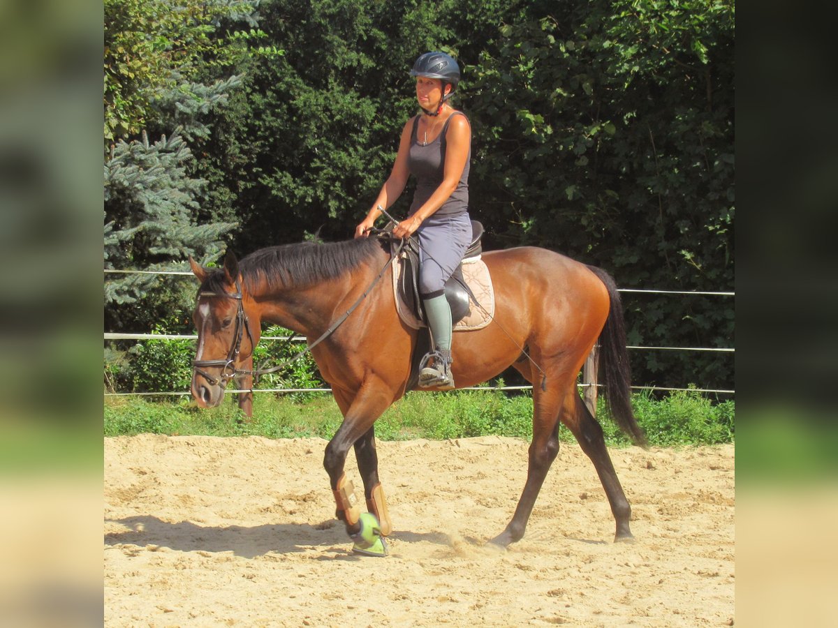 Más ponis/caballos pequeños Caballo castrado 3 años 152 cm Castaño in Velpke