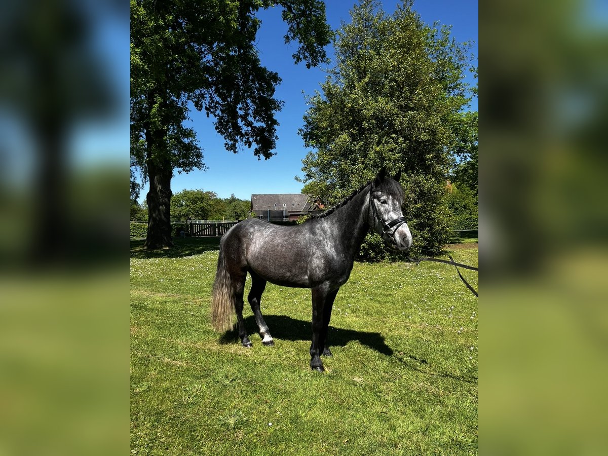 Más ponis/caballos pequeños Caballo castrado 4 años 145 cm Tordo in Bücken