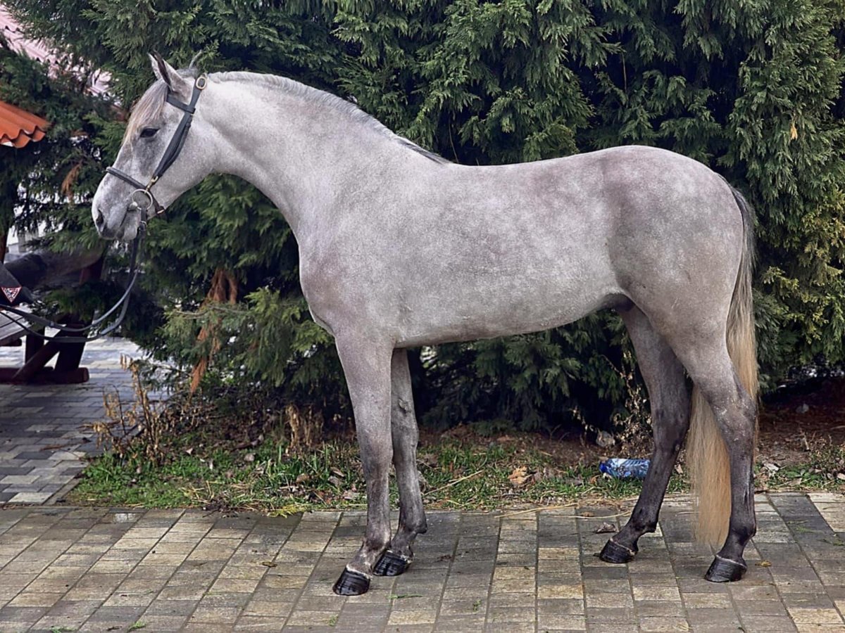 Más ponis/caballos pequeños Caballo castrado 4 años 146 cm in Deggendorf