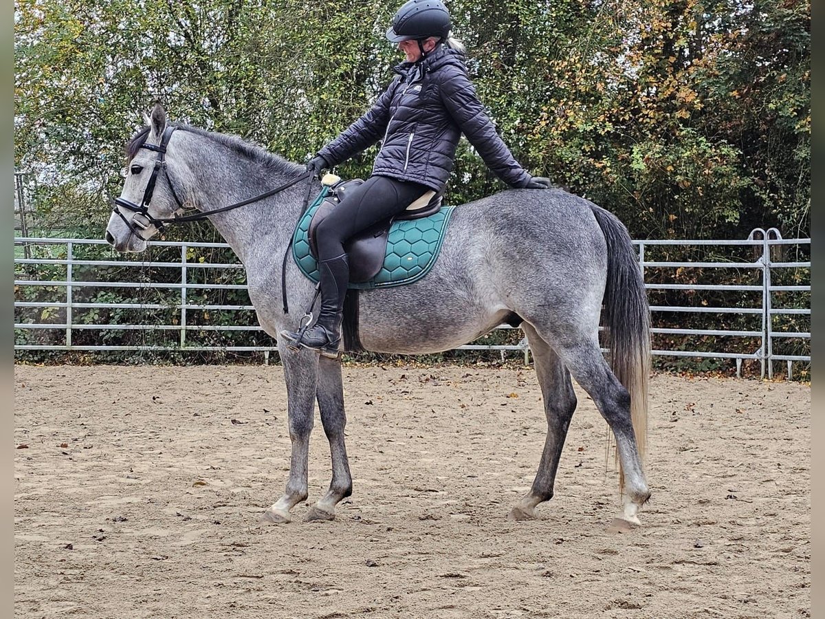 Más ponis/caballos pequeños Caballo castrado 4 años 151 cm Tordo rodado in Bad Camberg