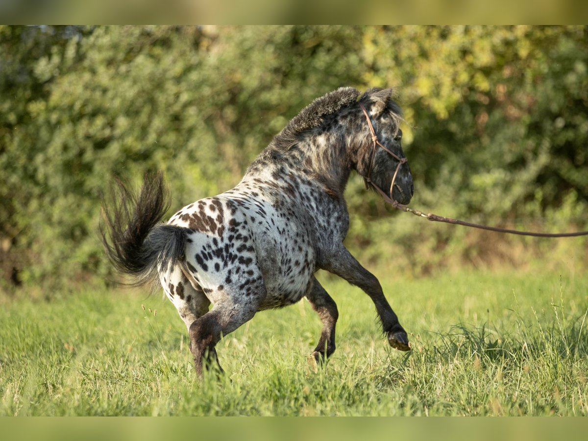 Más ponis/caballos pequeños Mestizo Caballo castrado 4 años 95 cm Atigrado/Moteado in Loye sur Arnon