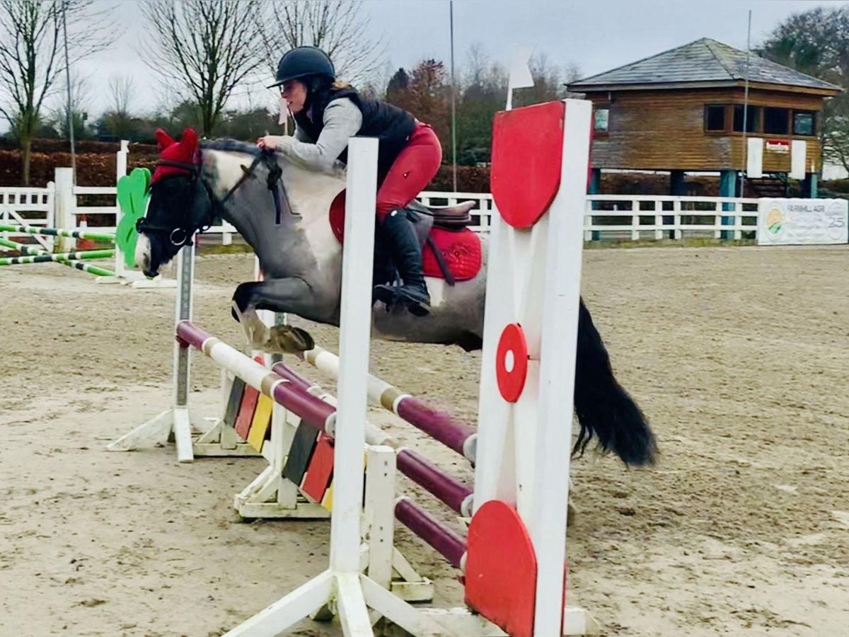 Más ponis/caballos pequeños Caballo castrado 5 años 128 cm Pío in Mountrath